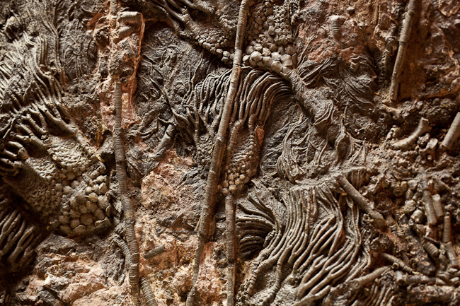Large crinoid fossil plate.  Morocco